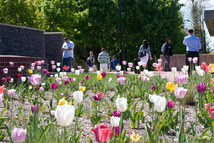 Campus in Spring