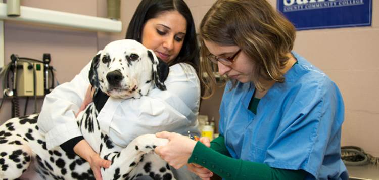 Veterinary Science Technology Showcase Image
